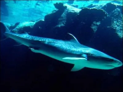 Combien de temps les requins peuvent-ils vivre ?