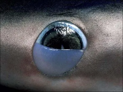 De quelle couleur sont les yeux du requin ?