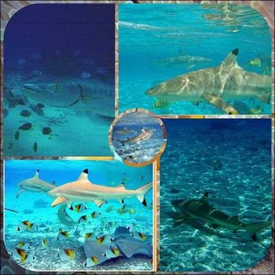 O vivent les requins ?