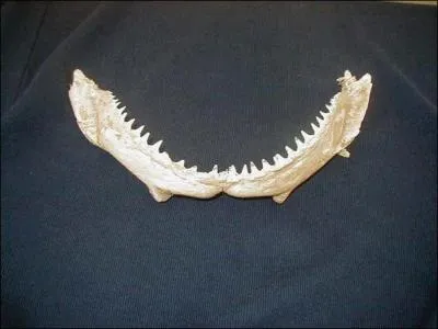 Quelle est la longueur d une dent de requin ?