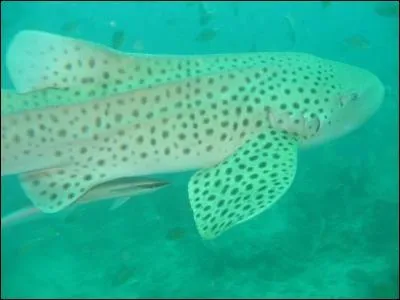 Quel est ce requin ?