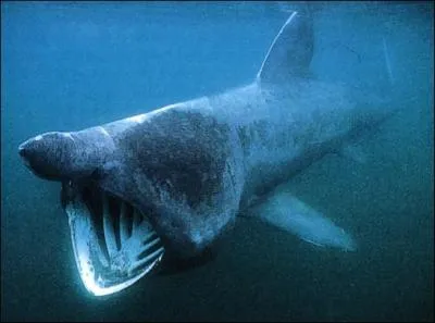 Quel est ce requin ?