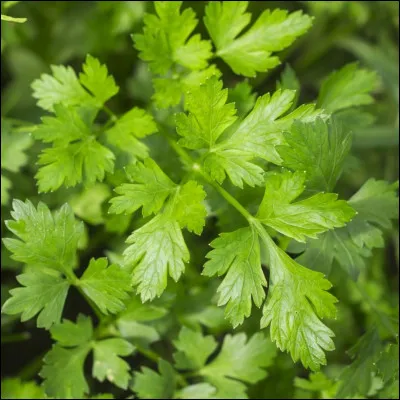Quelle est cette plante aromatique ?