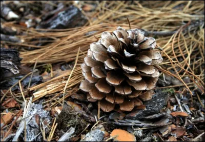 Comment appelez-vous ceci ?