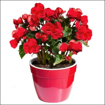 Qu'allez vous lui dire ?