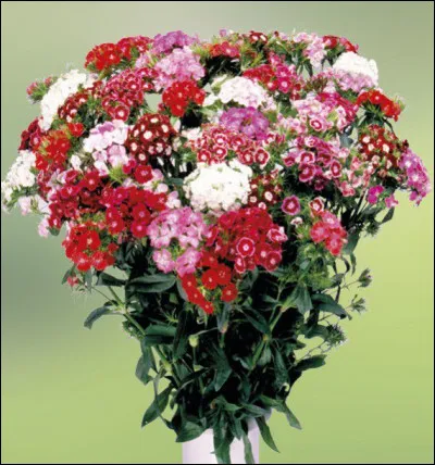 Comment lui dire merci ?