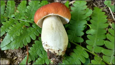 Ce champignon a des réticulations (comme un filet) surtout vers le haut du pied. Sa face poroïde est blanche puis jaune olivacé à maturité. C'est un très bon comestible. Quel est son nom ?
