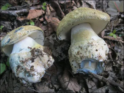 La chair de ce bolet devient rapidement bleu indigo à la coupe, que suis-je ?