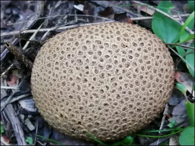 Ce champignon a de grosses verrues aplaties ou pyramidales plates, l'intérieur devient noirâtre à maturité, que suis-je ?