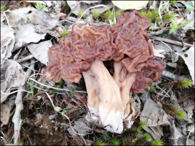 Un champignon printanier toxique-mortel. Pouvez-vous le nommer ? Observez bien les couleurs.