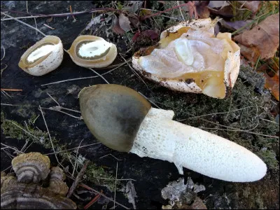 Ce champignon a une petite jupette de dentelle (indusie) qui dépasse du chapeau. Son chapeau est alvéolé sous la glèbe verdâtre Que suis-je ?
