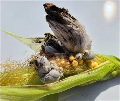 Quel est le nom de ce champignon ?