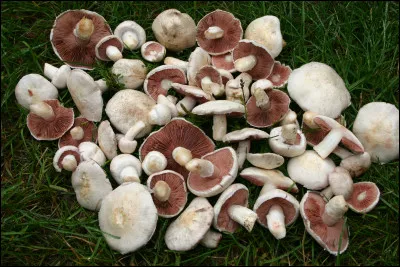 Ce champignon est un comestible de choix. Ses lames avant la sporulation ont une belle teinte rose. Quel est son nom ?