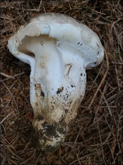 Ce champignon a un pied radicant parfois difficile à déterrer sans le briser, ses lames sont décurrentes et son odeur est farino-cucumique. Que suis-je ?
