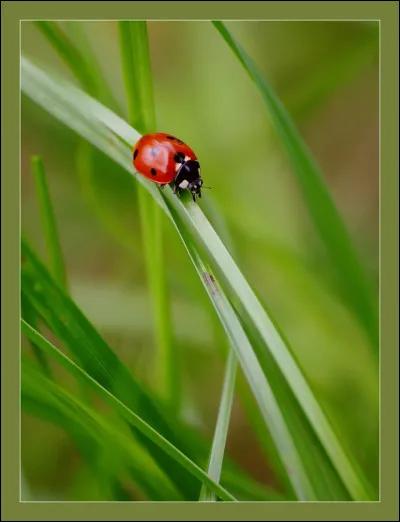 Qui est la Coccinelle ?