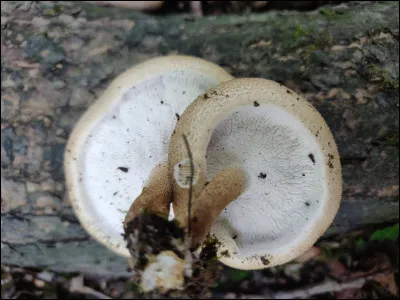 Quel est le nom de ce 
polypore ?