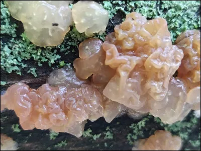 Quelle caractéristique nous permet d'identifier ce spécimen ?