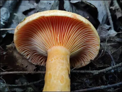 Comment se nomment les taches sur le pied ?