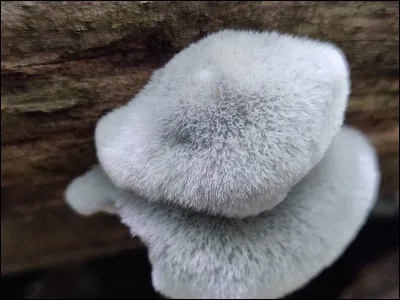 Quel est l'ancien nom de ce polypore ?