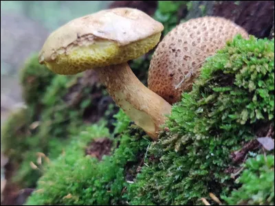 Est-ce que l'un peut vivre sans l'autre ?