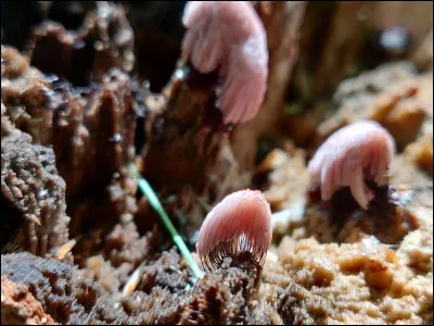 À quel genre peut-on associer ce spécimen ?