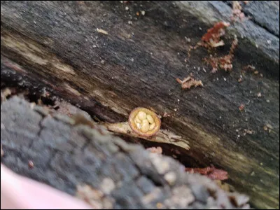 Comment se nomment les "oeufs" de ce spécimen ?