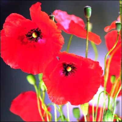 &Agrave; quel genre de fleurs appartient le coquelicot ?