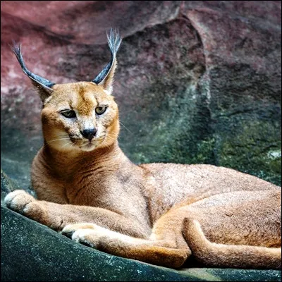 Comment s�appelle ce f&eacute;lin reconnaissable aux pinceaux de poils noirs au bout de ses oreilles ?