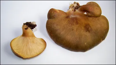 Ce champignon pousse sur bois à l'automne. Il a un pied courbe et ponctué de flocons écailleux brunâtres. Quel est son nom ?