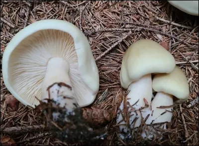 Ce champignon pousse surtout dans les plantations d'épinettes. Il a un chapeau de coloration variable et une sporée blanche. C'est un :