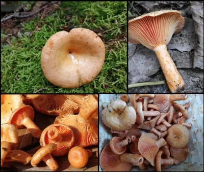 Ce champignon pousse en milieux humides, a des scrobicules sur le pied et aucun verdissement de sa chair. Quel est-il ?