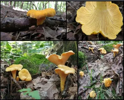 Ce champignon a une odeur fruitée, des plis lamelliformes sous le chapeau et pousse sous conifères. Quel est son nom ?