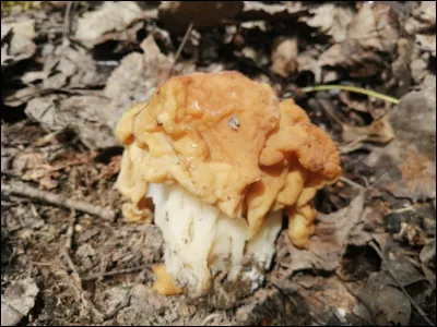 L'apothécie au frais est jaunâtre-caramel, le pied est massif et blanchâtre et c'est un champignon printanier. C'est un :