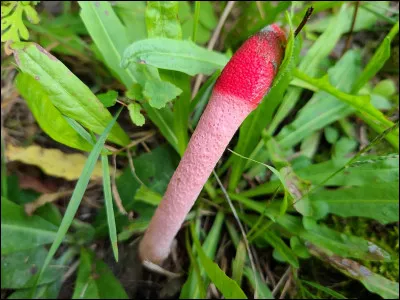 Le réceptacle (pied) est non orangé, plutôt rougeâtre-rosâtre. Quel est son nom ?