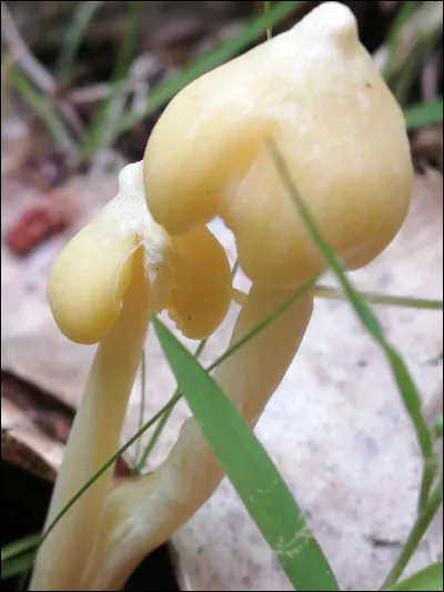 Un champignon toxique avec un chapeau jaune et des lames jaunes lorsque le spécimen est jeune. Quel est-il ?