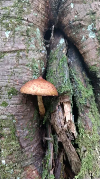Champignon qui pousse sur bois de feuillus, avec un chapeau visqueux foncé et des lames qui ne sont jamais jaunes. C'est un :