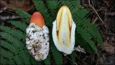 Seul champignon de ce genre à posséder ces trois couleurs contrastantes et qui pousse au Québec, chapeau orange-rougeâtre, lames et pied jaunâtre et volve blanche. On le retrouve surtout dans les jeunes chênaies. C'est un :