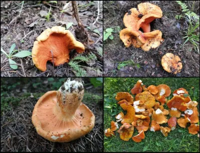 Mycoparasite surtout sur basidiomes de Russula brevipes. Champignon qui n'a pas de sosie. Quel est-il ?