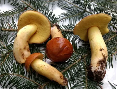 Champignon à chapeau glabre jaune-brun avec un pied jaune qui est souvent rougeâtre depuis la base. Il pousse sur sol sous bouleaux et peupliers. C'est un :