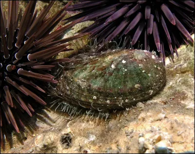 Dans le corps humain, où trouve-t-on la columelle ?