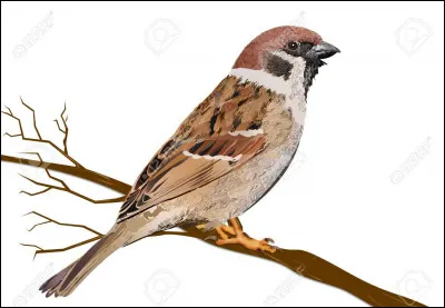 Moi comme moineau : dans une expression française, quel oiseau a la même réputation que le moineau ?