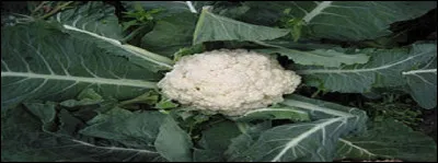 Les "pommes blanches" du chou-fleur sont-elles des fleurs ?