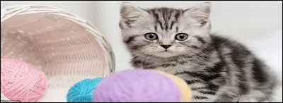 L'oseille et les épinards à la crème, que votre chat aimerait bien goûter et en faire son repas du dimanche, sont-ils bons pour son organisme ?