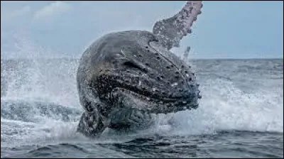 Lequel de ces animaux est le plus proche cousin de la baleine ?
