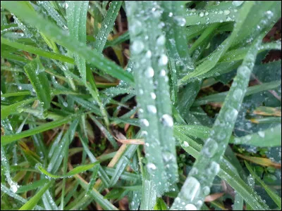 Quel métier veux-tu faire ?