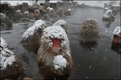 Quelle est cette espèce de singe qui se baigne dans les sources chaudes ?