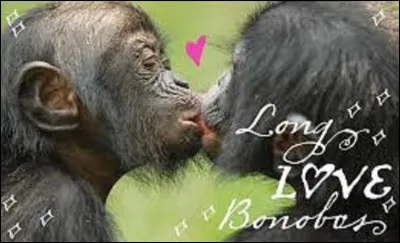 Qui est l'auteur-compositeur-interprète de la chanson ''Je t'aime bonobo'' ?