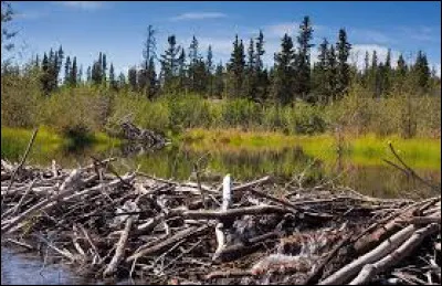 Quel animal est l'emblème du Canada ?