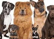 Quiz Les races de chiens peu connus