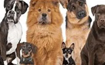 Quiz Races de chiens